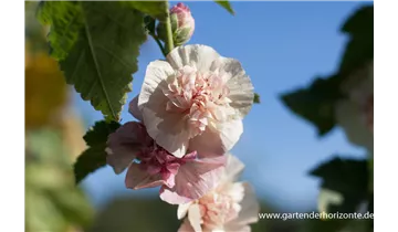 Gartenbaumschule Becker