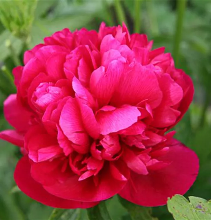 Paeonia officinalis 'Rubra Plena'