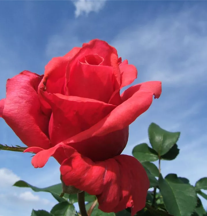 Rosa 'Duftwolke'®