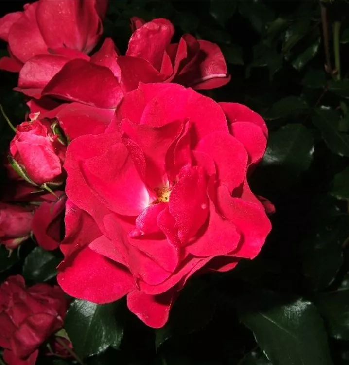 Rosa 'Rotilia'®