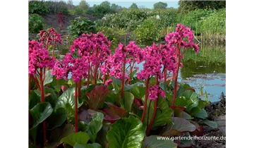 Gartenbaumschule Becker