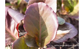 Gartenbaumschule Becker