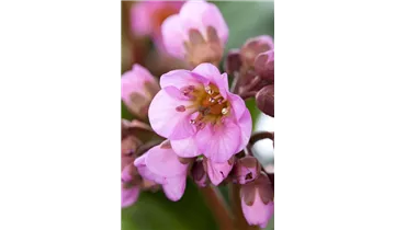 Gartenbaumschule Becker