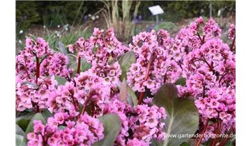 Gartenbaumschule Becker