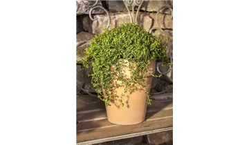 Gartenbaumschule Becker