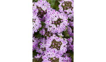 Gartenbaumschule Becker