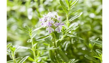 Gartenbaumschule Becker