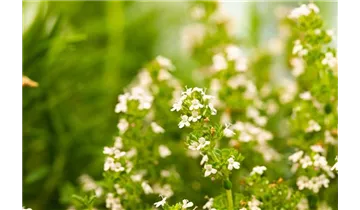 Gartenbaumschule Becker