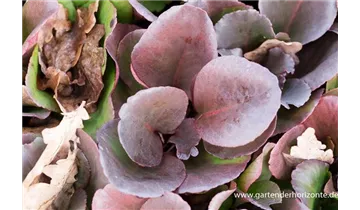 Gartenbaumschule Becker