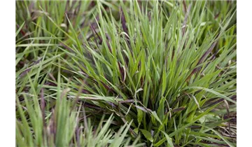 Gartenbaumschule Becker