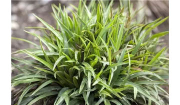 Gartenbaumschule Becker