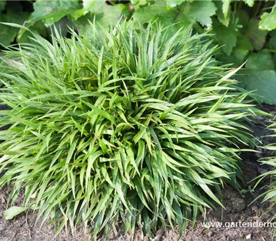 Behaarte Garten-Hainsimse 'Igel' Behaarte Garten-Hainsimse 'Igel'