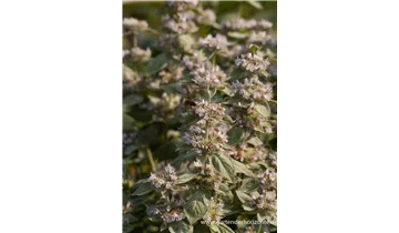 Gartenbaumschule Becker