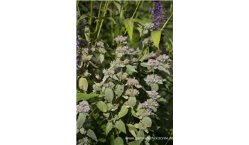 Gartenbaumschule Becker