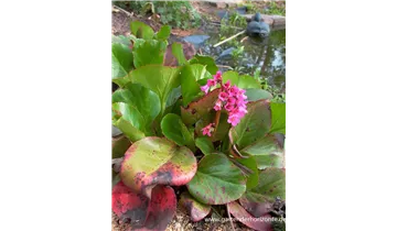 Gartenbaumschule Becker