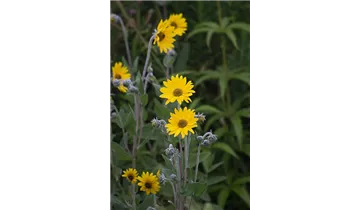 Gartenbaumschule Becker