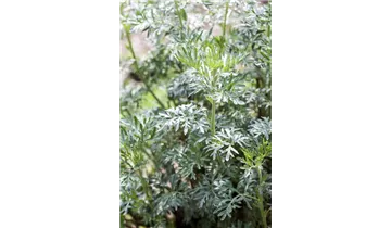 Gartenbaumschule Becker