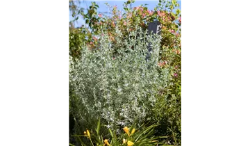 Gartenbaumschule Becker