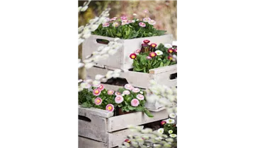 Gartenbaumschule Becker