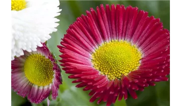 Gartenbaumschule Becker