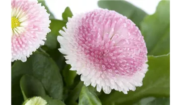 Gartenbaumschule Becker