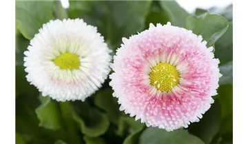 Gartenbaumschule Becker