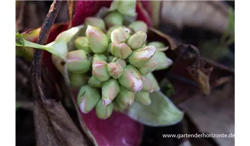 Gartenbaumschule Becker