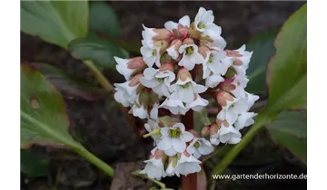 Gartenbaumschule Becker
