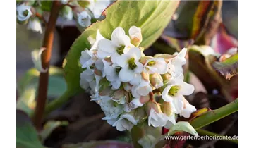 Gartenbaumschule Becker