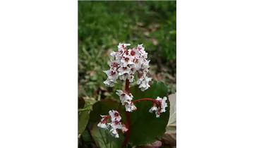 Gartenbaumschule Becker