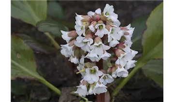 Gartenbaumschule Becker