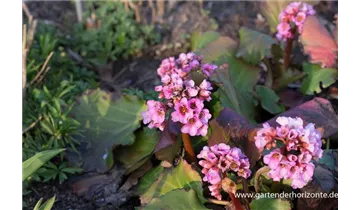 Gartenbaumschule Becker