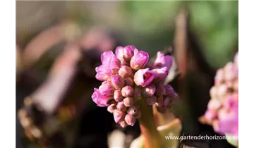 Gartenbaumschule Becker