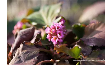 Gartenbaumschule Becker