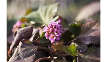 Gartenbaumschule Becker