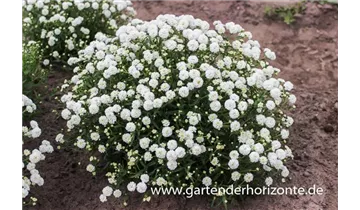 Gartenbaumschule Becker