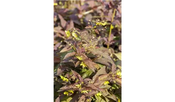 Gartenbaumschule Becker