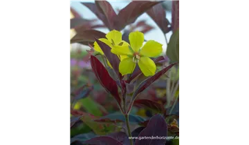 Gartenbaumschule Becker