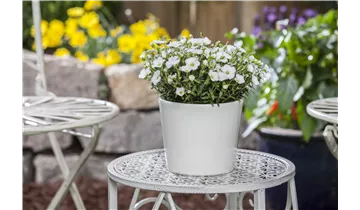 Gartenbaumschule Becker