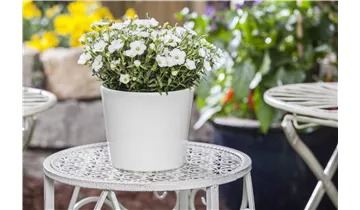 Gartenbaumschule Becker