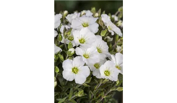 Gartenbaumschule Becker