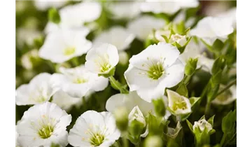 Gartenbaumschule Becker