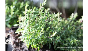 Gartenbaumschule Becker