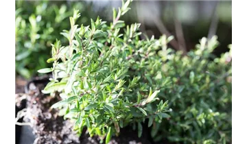 Gartenbaumschule Becker