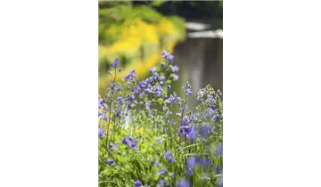 Gartenbaumschule Becker