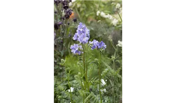 Gartenbaumschule Becker