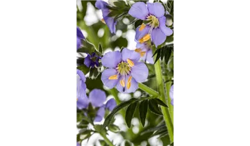 Gartenbaumschule Becker