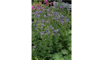 Gartenbaumschule Becker