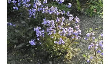 Gartenbaumschule Becker