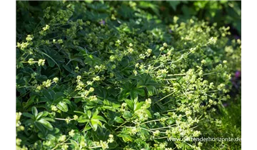 Gartenbaumschule Becker